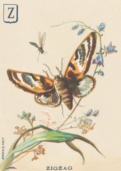 Zigzag (Lymantria dispar of Bonte bessenvlinder) door French School