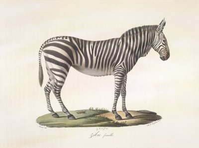 Zébre femelle. Vrouwelijke zebra, uit Histoire Naturelle des Mammifères door French School