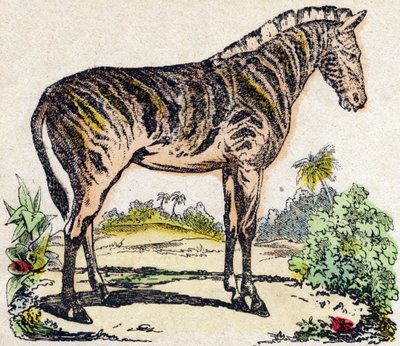 Zebra. Gravure in "Alphabet des animaux sauvages". 9e Serie. Beeldvorming van Epinal, Pellerin, drukker-uitgever, circa 1870. Houtsneden, gestencild. 16 pagina