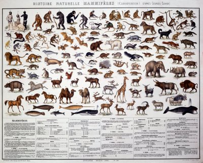 Zoologie: classificatie van zoogdieren volgens de Franse bioloog Georges Cuvier (1769-1832) door French School