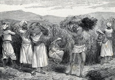 Gewone smilax of sarsaparilla of ruwe winde oogsten in Peru (gravure) 1888 door French School
