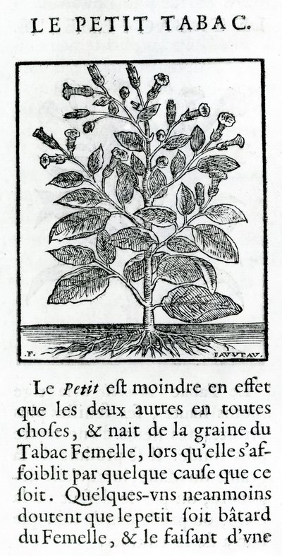 Le Perit Tabac, illustratie uit Discours du Tabac door Jean Le Royer de Prade, 1671 door French School