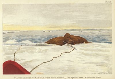 Walrussen gedood voor de oostkust van het schiereiland Taimyr door Fridtjof Nansen
