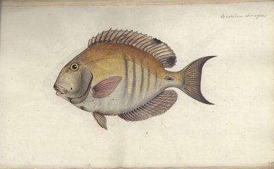Chaetodon chirurgus, voor 1787 door Friedrich August Kruger