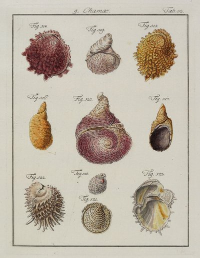 Zeeschelpen: Chamae, Pinnae, uit Neues systematisches Conchylien-Cabinet, 1784 door Friedrich Heinrich Wilhelm Martini