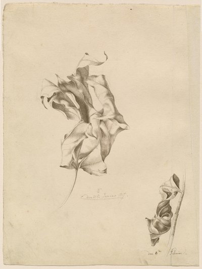 Verdorde bladeren door Friedrich Olivier
