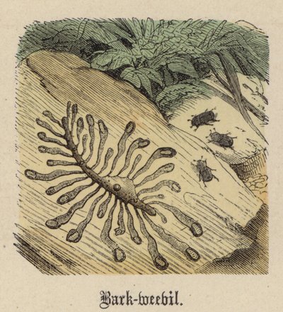 Schorskever door Friedrich Specht