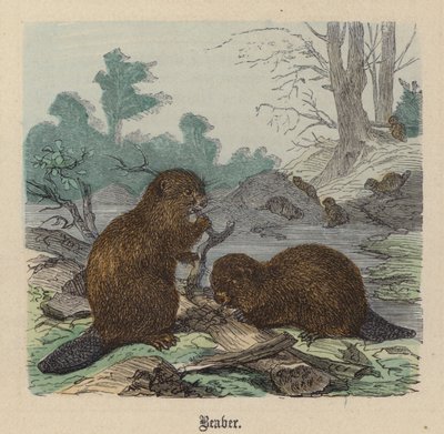 Bever door Friedrich Specht