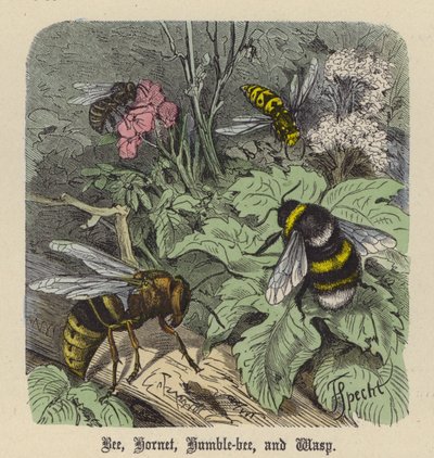 Bij, Hoornaar, Hommel en Wesp door Friedrich Specht