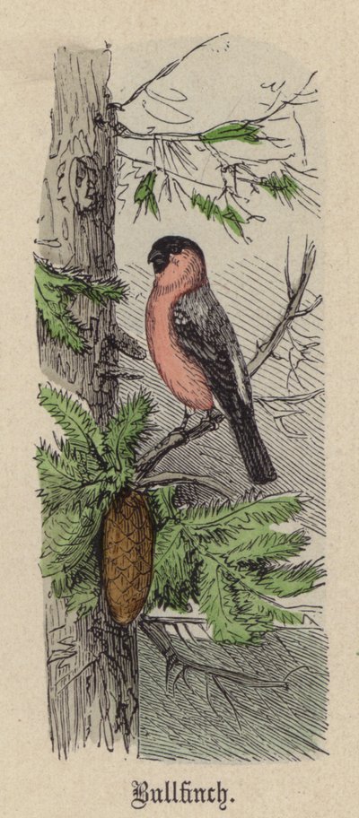 Goudvink door Friedrich Specht