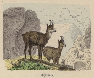 Gems door Friedrich Specht