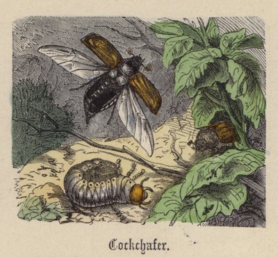 Meikever door Friedrich Specht