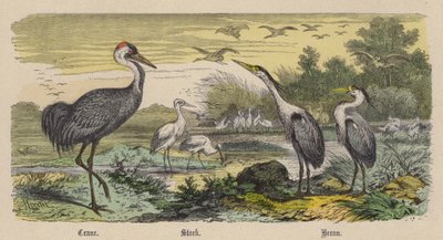 Kraanvogel, Ooievaar, Reiger door Friedrich Specht