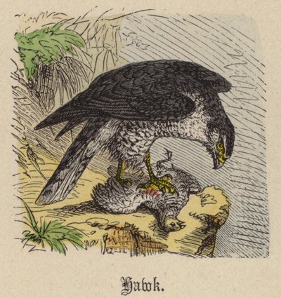 Havik door Friedrich Specht