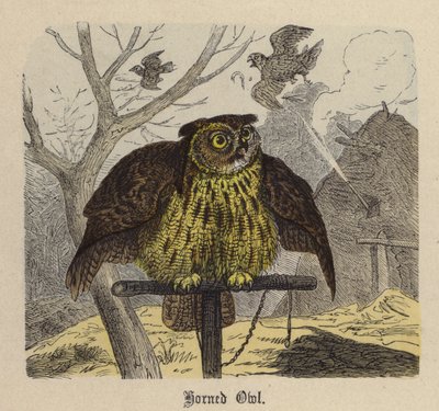 Oehoe door Friedrich Specht