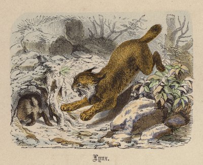 Lynx door Friedrich Specht