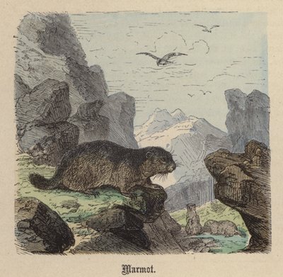 Marmot door Friedrich Specht