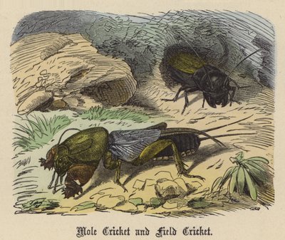 Veldkrekel en Molkrekel door Friedrich Specht