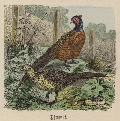 Fazant door Friedrich Specht