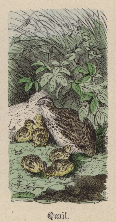 Kwartel door Friedrich Specht
