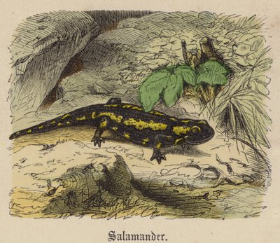 Salamander door Friedrich Specht