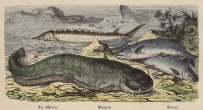 Sly Silourus, Steur, Zalm door Friedrich Specht