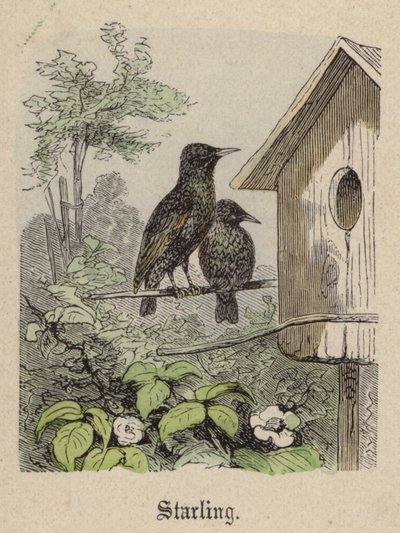 Spreeuw door Friedrich Specht