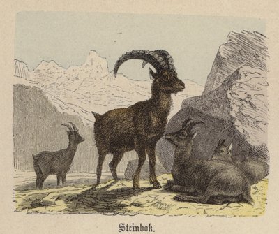 Steenbok door Friedrich Specht