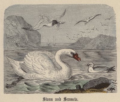 Zwaan en Meeuw door Friedrich Specht