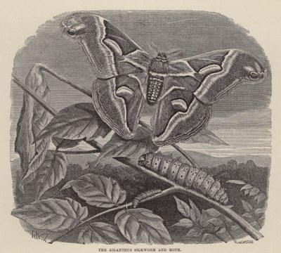 De Ailanthus Zijderups en Mot door Friedrich Specht