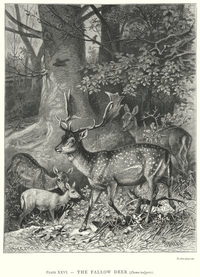  door Friedrich Specht
