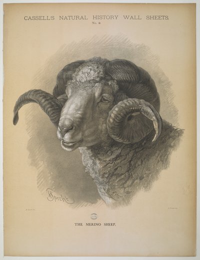 Het Merino Schaap, uit 
