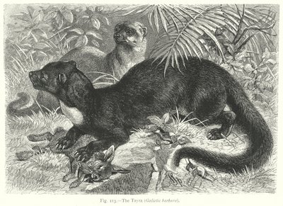 De Tayra (Galictis Barbara) (gravure) door Friedrich Specht