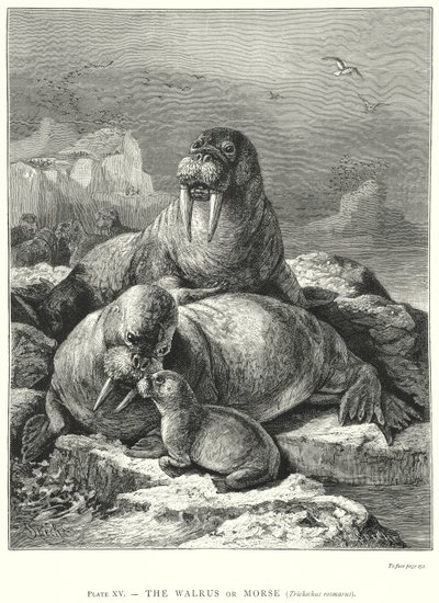  door Friedrich Specht