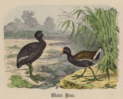Waterhoentjes door Friedrich Specht