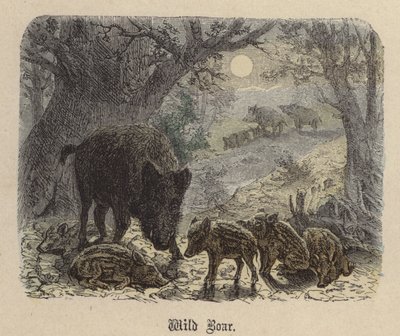 Wild zwijn door Friedrich Specht