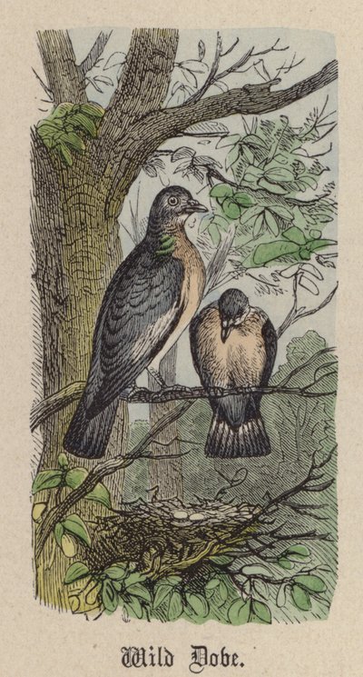 Wilde duif door Friedrich Specht