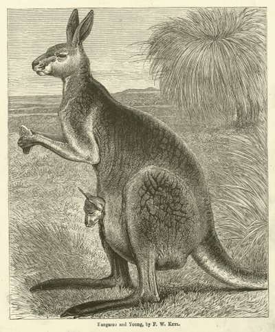 Kangoeroe en jong (gravure) door Friedrich Wilhelm Keyl