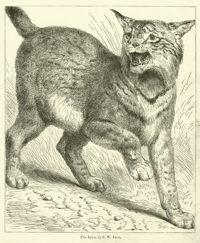 De Lynx door Friedrich Wilhelm Keyl