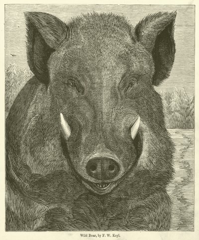 Wild Zwijn door Friedrich Wilhelm Keyl