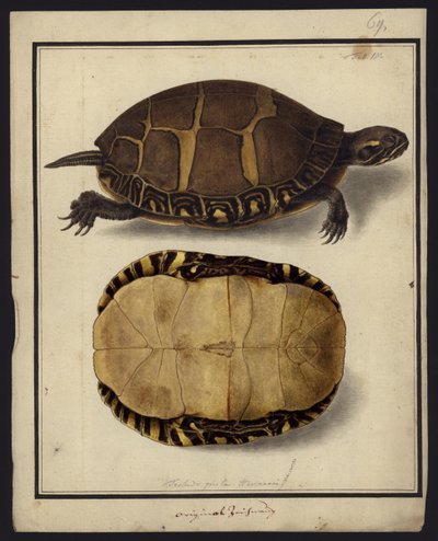 Chrysemys picta, voor 1792 door Friedrich Wilhelm Wunder
