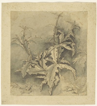 Studie van een distel-plant en kleiner gewas door G. Hamilton (possibly)