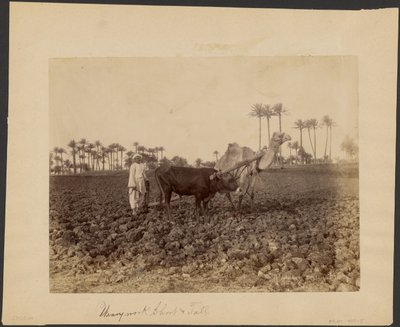 Ploegende kameel door G. Lekegian