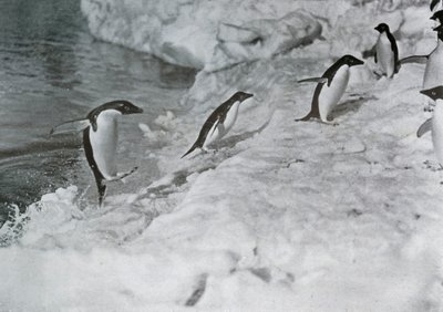 Pinguïns springen op de ijsvoet, ca. 1911, 1913 door G. Murray Levick