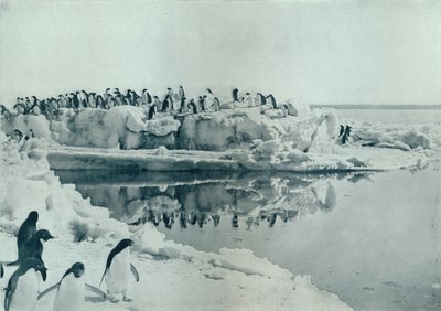Pinguïns op ijsvoet, ca. 1911, 1913 door G. Murray Levick