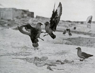Skua Meeuwen vechten om wat spek, 1911, 1913 door G. Murray Levick