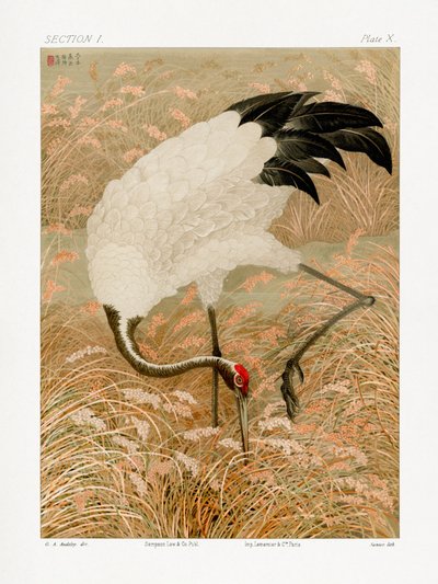 Saruskraanvogel in een rijstveld door G.a. Audsley