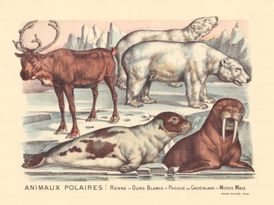 Pagina 14: Pooldieren: rendieren, ijsberen, zadelrob, mannelijke walrus door Gabriel Gostiaux