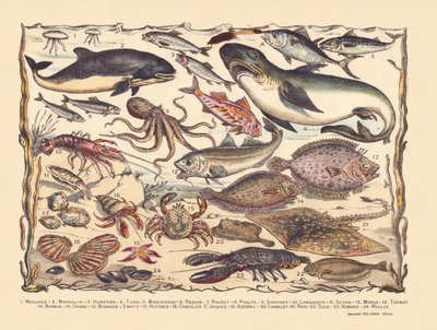 Pagina 16: Kwallen, bruinvis, haring, tonijn, makreel, haai, harder, octopus, sardines, kreeft, inktvis, kabeljauw, tarbot, baard, krab, heremiet Bernard, oesters, sint-jakobsschelpen, asteria, tegel, rog, tong, kreeft, mosselen door Gabriel Gostiaux