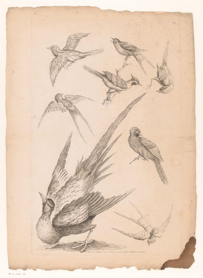 Acht Chinese vogels, waaronder mogelijk paradijsvogels (Verschillende Chinese vogels) door Gabriel Huquier (attributed to)